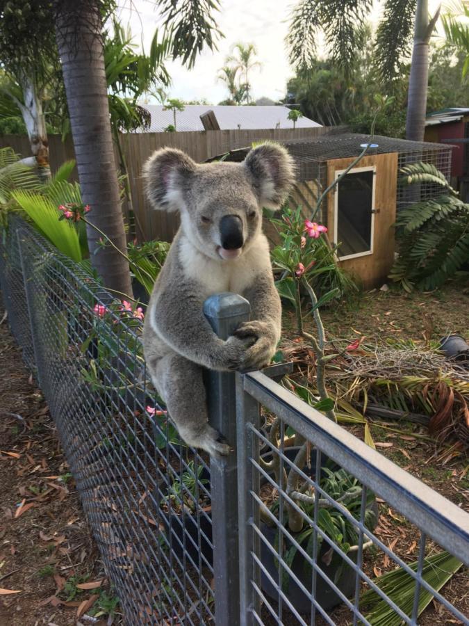 Executive Properties In North Ward Townsville And On Magnetic Island 外观 照片